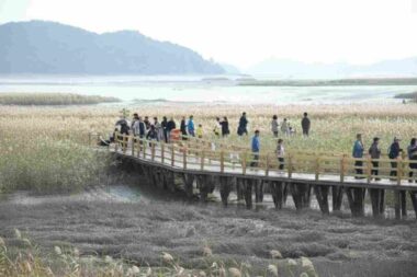 강진만,갈대축제,가을풍경,축제인파,석양