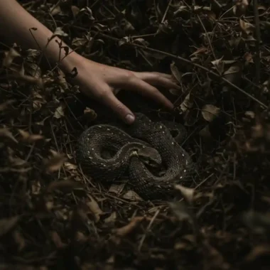 덤불-수풀-독사, 뱀 서식지-손