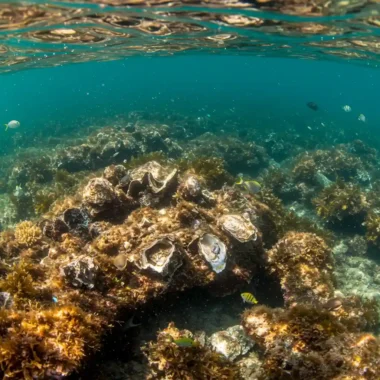 굴 성전환의 과학